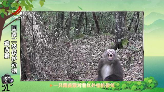绿野秘踪20250616