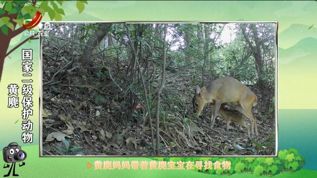 绿野秘踪20250612