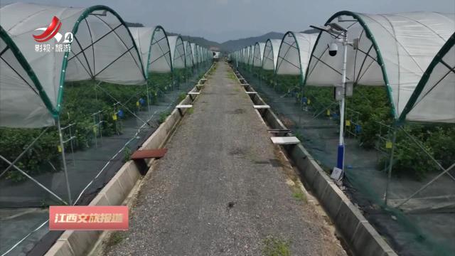 上饶广信区：千亩蓝莓基地迎来采摘季