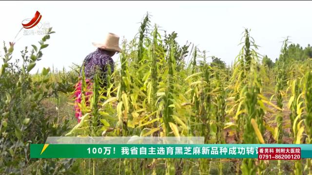 三农头条20250618
