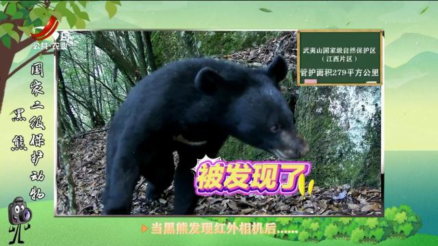 绿野秘踪20250620