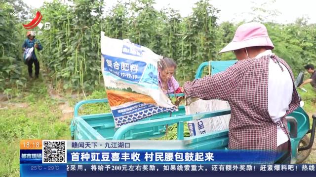 【赣闻天下】九江湖口：首种豇豆喜丰收 村民腰包鼓起来