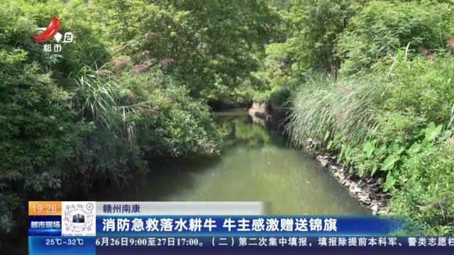 赣州南康：消防急救落水耕牛 牛主感激赠送锦旗