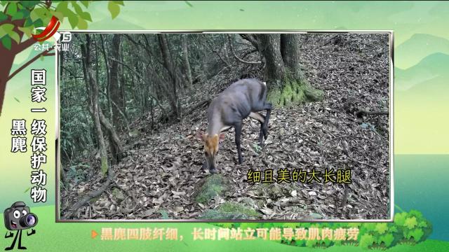 绿野秘踪20250605