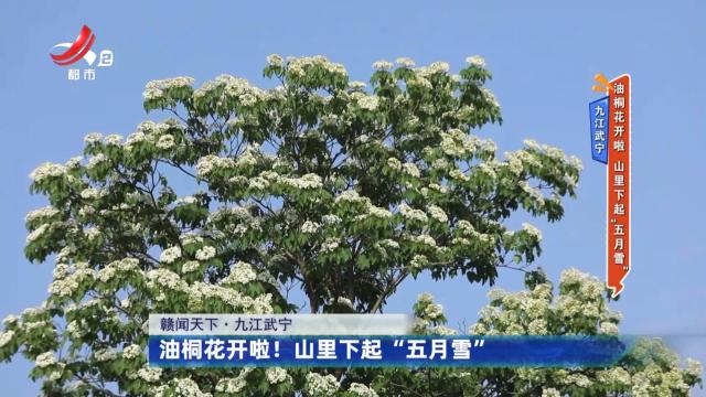 九江武宁——油桐花开啦 山里下起“五月雪”