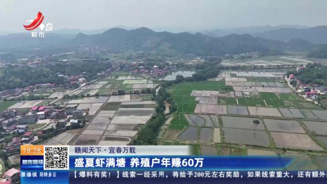 【赣闻天下】宜春万载：盛夏虾满塘 养殖户年赚60万