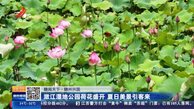 【赣闻天下】九江武宁：十里荷花竞绽放 乡村旅游引客来