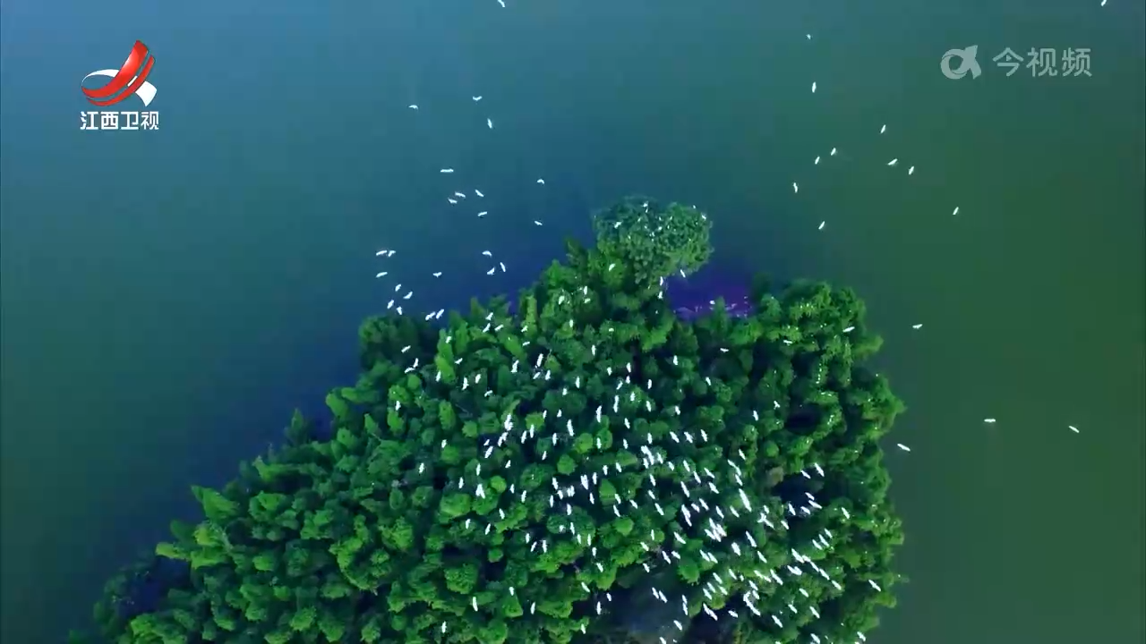 江西：珍稀物种青睐的“乐园”