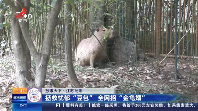【放眼天下】江苏扬州：拯救忧郁“豆包” 全网招“金龟婿”