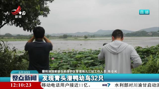九江：32只青头潜鸭宝宝出巢 数量创新高
