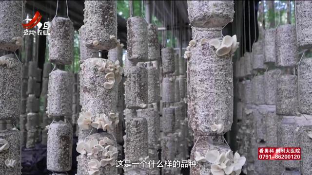农问20250621