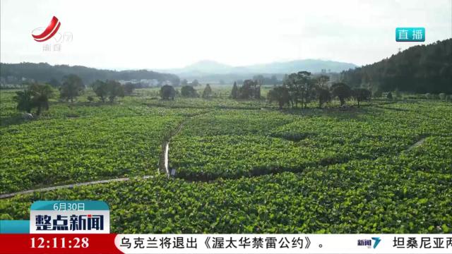 整点新闻20250630 12：00