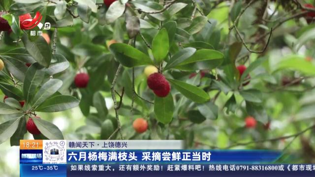 【赣闻天下】上饶德兴：六月杨梅满枝头 采摘尝鲜正当时