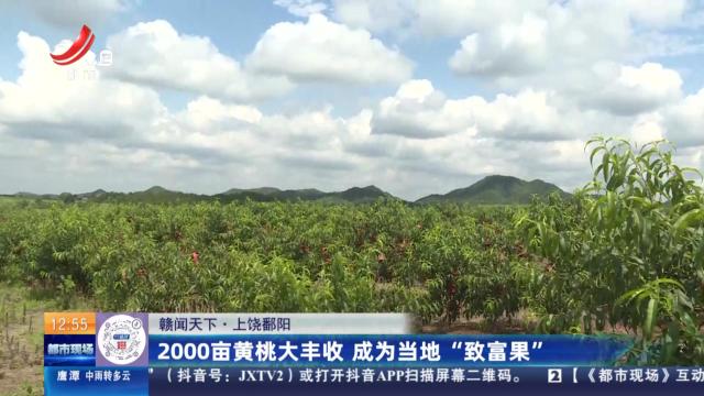 【赣闻天下】上饶鄱阳：2000亩黄桃大丰收 成为当地“致富果”