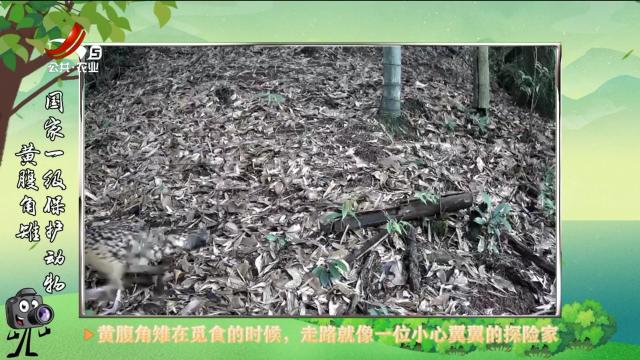 绿野秘踪20250623