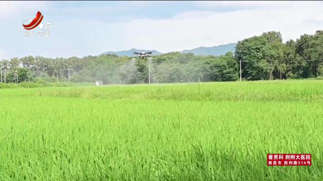 三农头条20250624