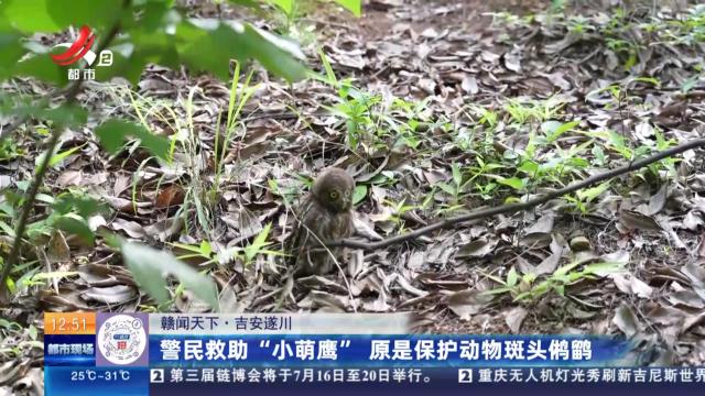 【赣闻天下】吉安遂川：警民救助“小萌鹰” 原是保护动物斑头鸺鹠