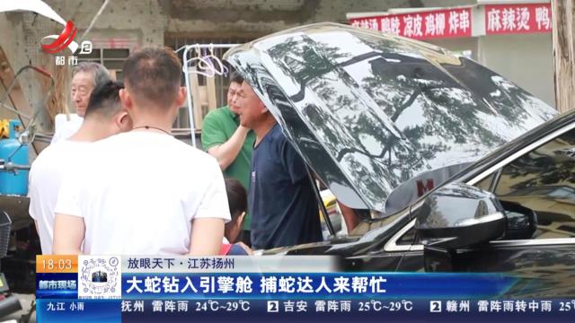 【放眼天下】江苏扬州：大蛇钻入引擎舱 捕蛇达人来帮忙