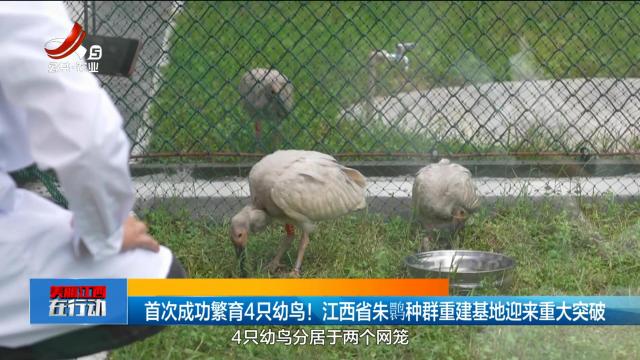 美丽江西在行动20250629 首次成功繁育4只幼鸟！ 江西省朱鹮种群重建基地迎来重大突破