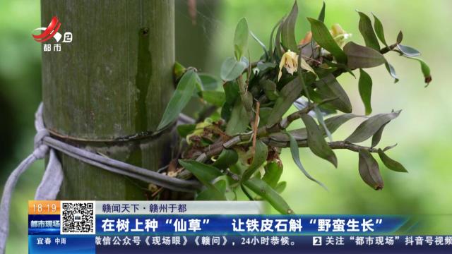 【赣闻天下】赣州于都：在树上种“仙草” 让铁皮石斛“野蛮生长”