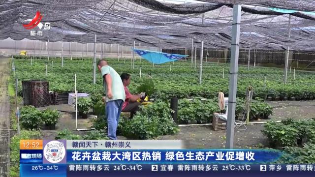【赣闻天下】赣州崇义：花卉盆栽大湾区热销 绿色生态产业促增收