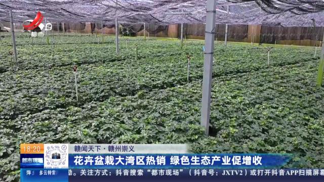 【赣闻天下】赣州崇义：花卉盆栽大湾区热销 绿色生态产业促增收