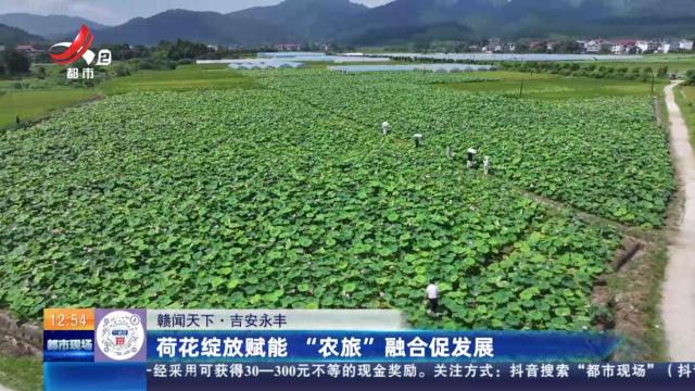 【赣闻天下】吉安永丰：荷花绽放赋能 “农旅”融合促发展