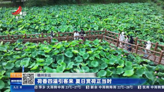 赣州安远：荷香四溢引客来 夏日赏荷正当时