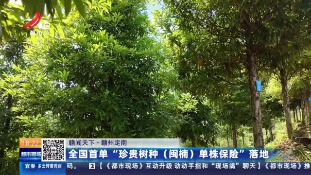 【赣闻天下】赣州定南：全国首单“珍贵树种（闽楠）单株保险”落地