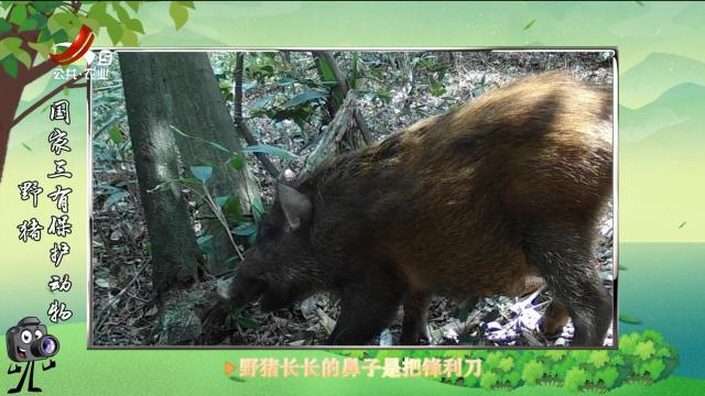 绿野秘踪20250601