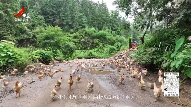 稻花香里2050624 乡村振兴进行时——宁都黄鸡的“鸡因”密码