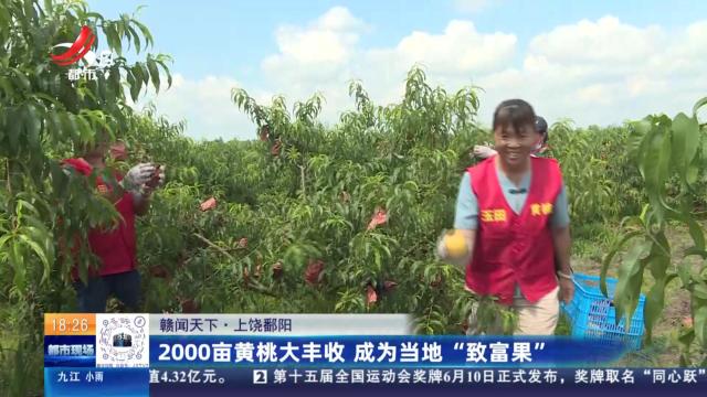【赣闻天下】上饶鄱阳：2000亩黄桃大丰收 成为当地“致富果”