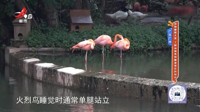 广东广州——动物睡眠大赏 了解动物奇特睡姿背后的知识
