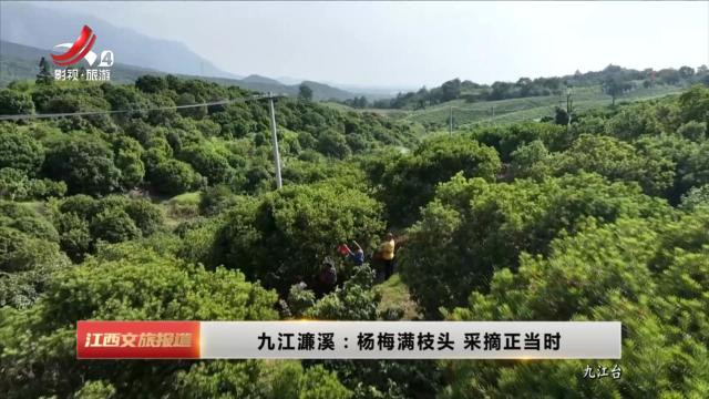 九江濂溪：杨梅满枝头 采摘正当时