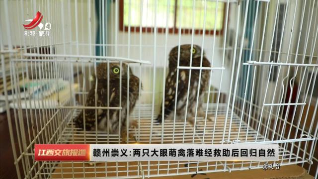 赣州崇义：两只大眼萌禽落难经救助后回归自然