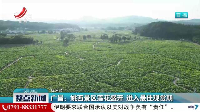广昌：姚西景区莲花盛开 进入最佳观赏期
