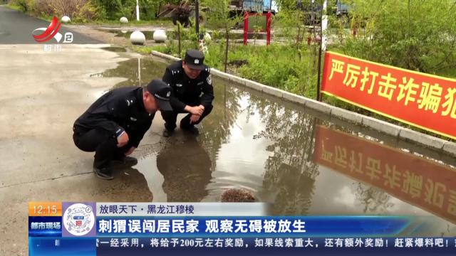 【放眼天下】黑龙江穆棱：刺猬误闯居民家 观察无碍被放生