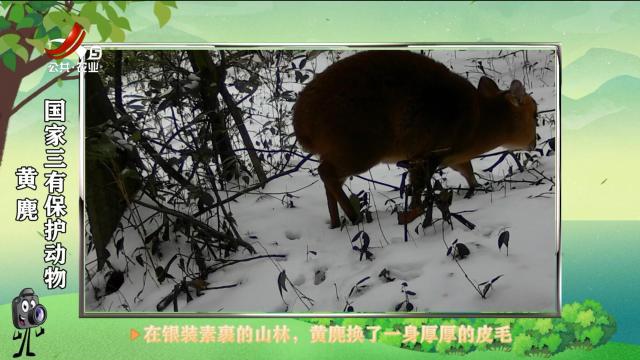 绿野秘踪202507114