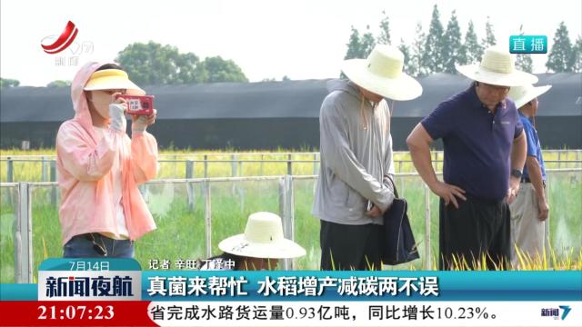 真菌来帮忙 水稻增产减碳两不误