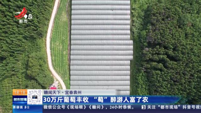 【赣闻天下】宜春袁州：30万斤葡萄丰收 “萄”醉游人富了农