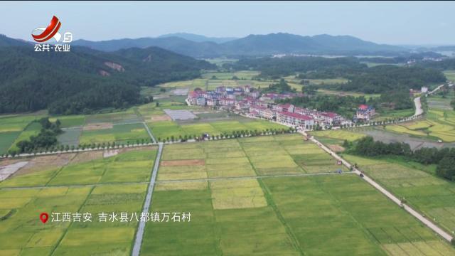 稻花香里20250729 乡村振兴进行时——“安优5020” 安心优质促丰收