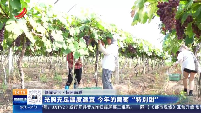 【赣闻天下】抚州南城：光照充足温度适宜 今年的葡萄“特别甜”