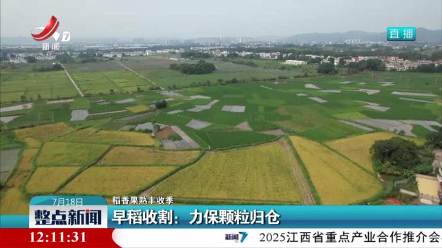 【稻香果熟丰收季】早稻收割：力保颗粒归仓