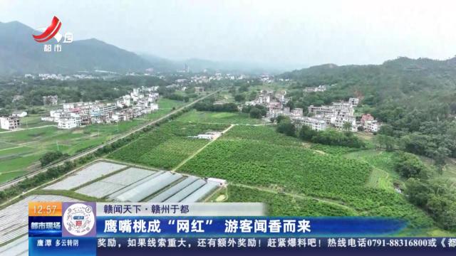 【赣闻天下】赣州于都：鹰嘴桃成“网红” 游客闻香而来