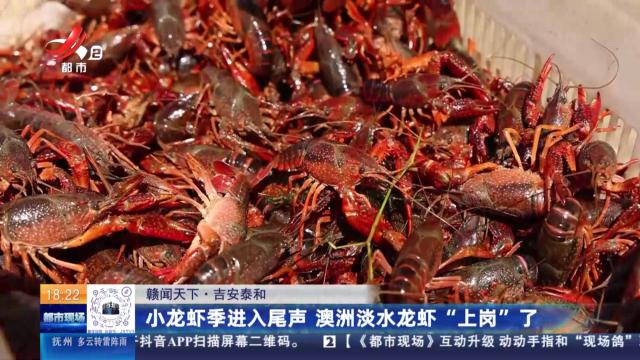 【赣闻天下】吉安泰和：小龙虾季进入尾声 澳洲淡水龙虾“上岗”了
