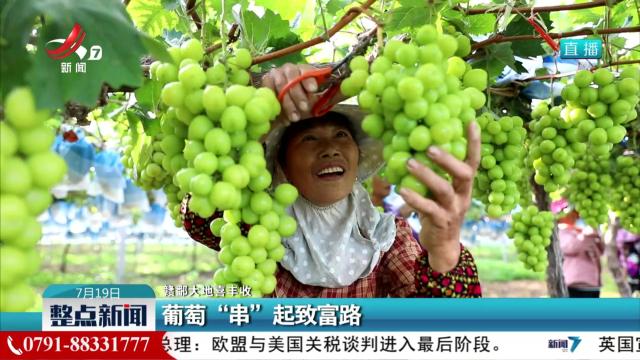 【赣鄱大地喜丰收】葡萄“串”起致富路