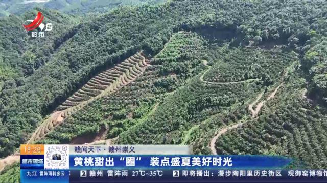 【赣闻天下】赣州崇义：黄桃甜出“圈” 装点盛夏美好时光
