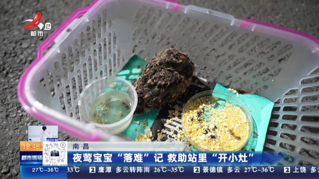 南昌：夜莺宝宝“落难”记 救助站里“开小灶”