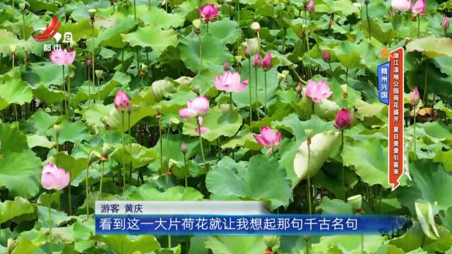 赣州兴国：潋江湿地公园荷花盛开 夏日美景引客来
