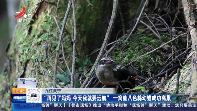九江武宁：“再见了妈妈 今天我就要远航” 一窝仙八色鸫幼雏成功离巢